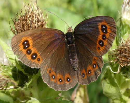 Réf. 212 800 : Erebia aethiops